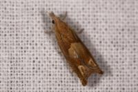 Eucosma conterminana
