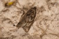 Cnephasia