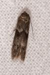Blastobasis glandulella