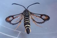 Bembecia ichneumoniformis