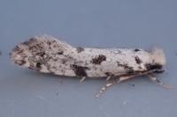 Nemapogon inconditellus