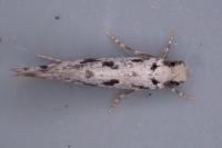 Nemapogon inconditellus