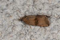 Celypha striana