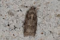 Cnephasia