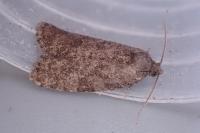 Cnephasia pumicana