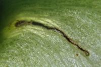 Etainia louisella