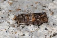 Cymolomia hartigiana