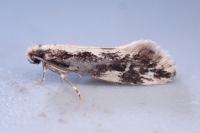 Agnathosia mendicella