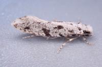 Nemapogon inconditellus