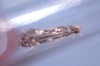 Nemapogon koenigi