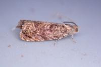 Grapholita lobarzewskii