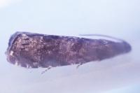 Grapholita funebrana
