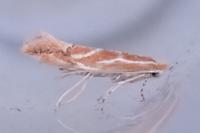 Phyllonorycter corylifoliella