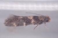 Triaxomasia caprimulgella