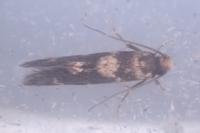 Triaxomasia caprimulgella