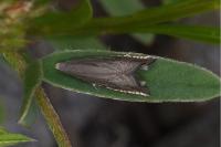Grapholita caecana