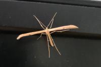 Emmelina monodactyla