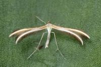 Merrifieldia leucodactyla