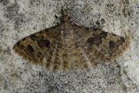 Alucita hexadactyla