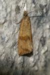 Celypha striana