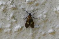 Cauchas fibulella
