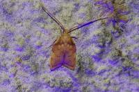 Carcina quercana