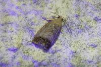 Cydia splendana