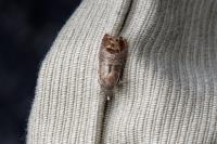 Cydia pomonella