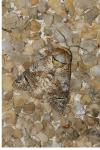 Cossus cossus