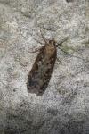 Gelechia sororculella