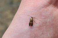 Adela australis