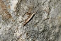 Plutella xylostella