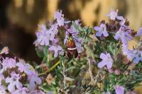 Adela australis
