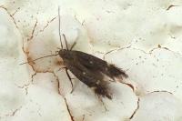Aproaerema anthyllidella