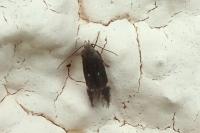 Aproaerema anthyllidella