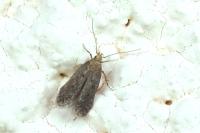 Bryotropha