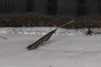 Coleophora