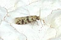 Eumasia parietariella