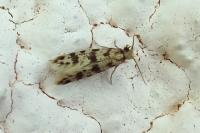 Eumasia parietariella