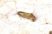 Metalampra