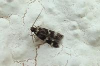Oegoconia