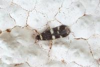 Oegoconia