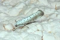 Yponomeuta rorrella