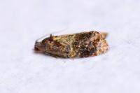 Ditula angustiorana