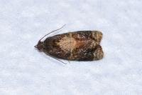 Ditula angustiorana
