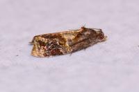 Ditula angustiorana