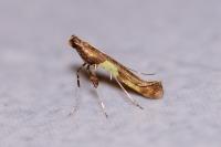 Caloptilia
