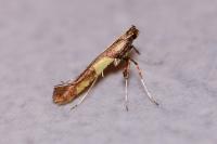 Caloptilia