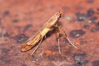 Caloptilia
