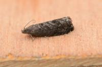 Grapholita funebrana